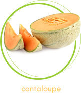 cantaloupe